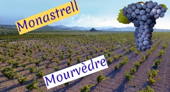 Monastrell si Mourvèdre - Varietatea, Stilul si Caracteristicile Vinurilor