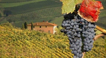 Vinuri Toscane si Supertoscane - Soiuri, Regiuni Viticole si Stiluri