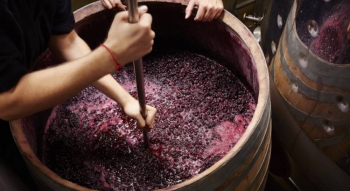 Procesul de fermentatie al vinurilor - tipuri, vase, particularitati si efectele acestora