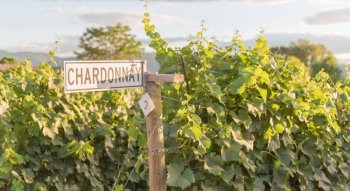 Chardonnay in Podgorii si Crame - Soiul si Stilurile de Vinificatie