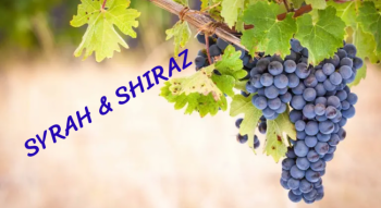 Syrah, Shiraz despre Soi, Regiuni si Stiluri Vinificatie