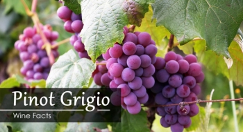 Pinot Grigio vs Pino Gris Soiul si Stilurile de Vinificatie